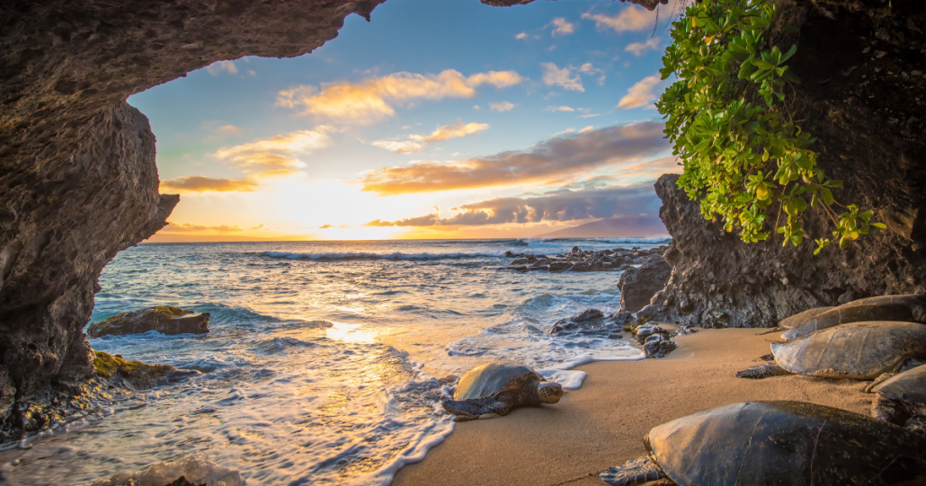 Maui Turtles